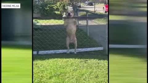 Pack of Pitbulls Terrorizing Indianapolis Neighborhood