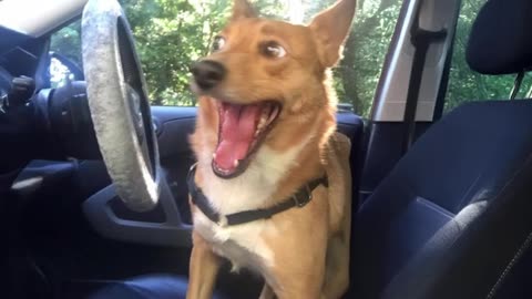 dogs-being-their-weird-and-funny-selves--funny-dog-videos-2025