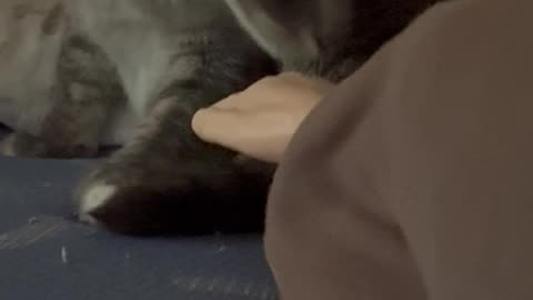 Wednesday Whiskers with SPH featuring a Tony Start on the top bunk. #funny #cats #catsofinstagram