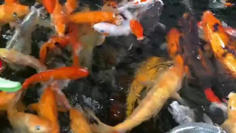 The Secrets of Koi Fish: Symbols of Luck & Easy Care Tips!