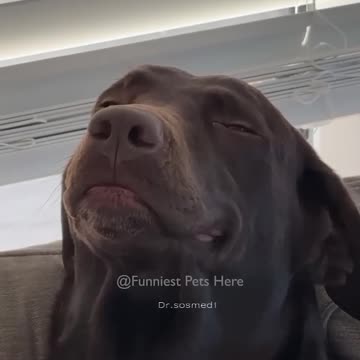 #112 Funniest Cats And Dogs videos 🐶🐱 #funny #animals #cuteanimals