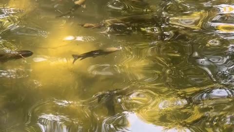 Daily Horoscope | Pisces 🌟