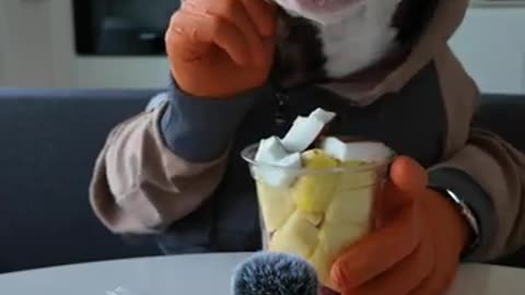 Bully Eats Fruit Salad with Human Hands | ASMR | Funny Dog Video