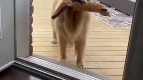 Dogs