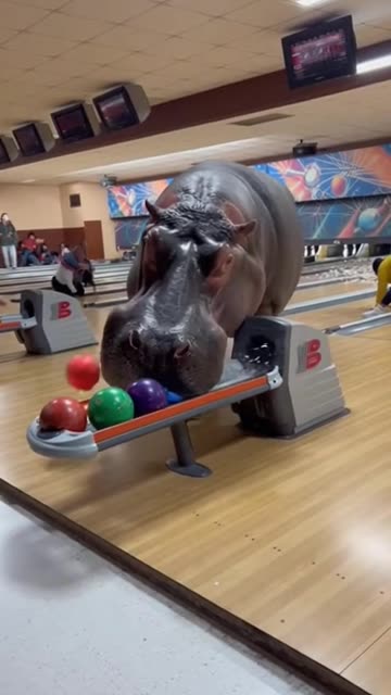 Hippo Bowling
