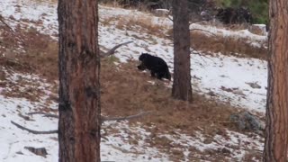 Bear on the Loose!