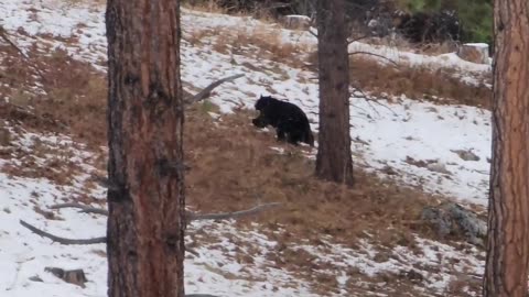 Bear on the Loose!