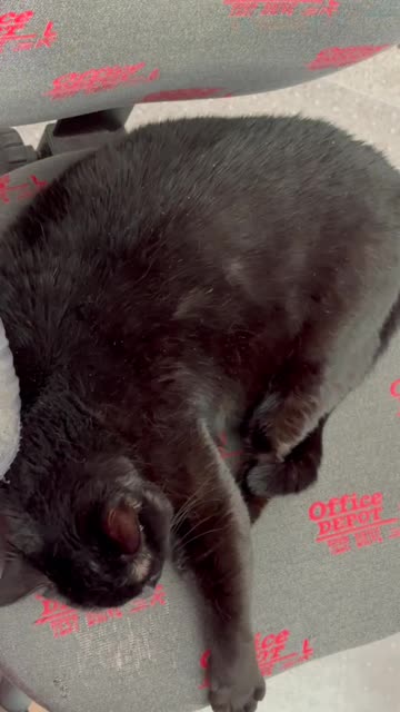 Cute Precious Piper Does Her Leg Extensions - My Adopted Shelter Cat Vlog. #shorts