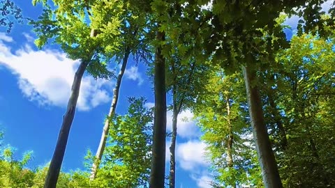 ππ³ Minute Relaxation Calm Music & Amazing Tree Views! | FunFM