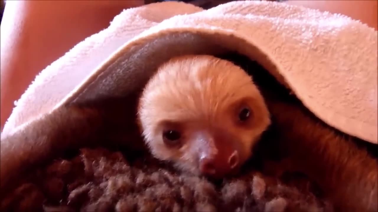 Baby Sloths Being Sloths - FUNNIEST Compilation