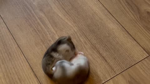 Hamster Sisters Fight