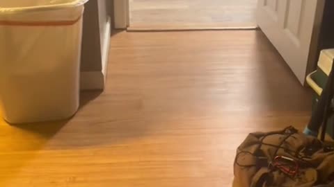 Funny cats and animals videos