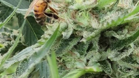A sedated Honey Bee maxing out on a super gooey high end pot plant