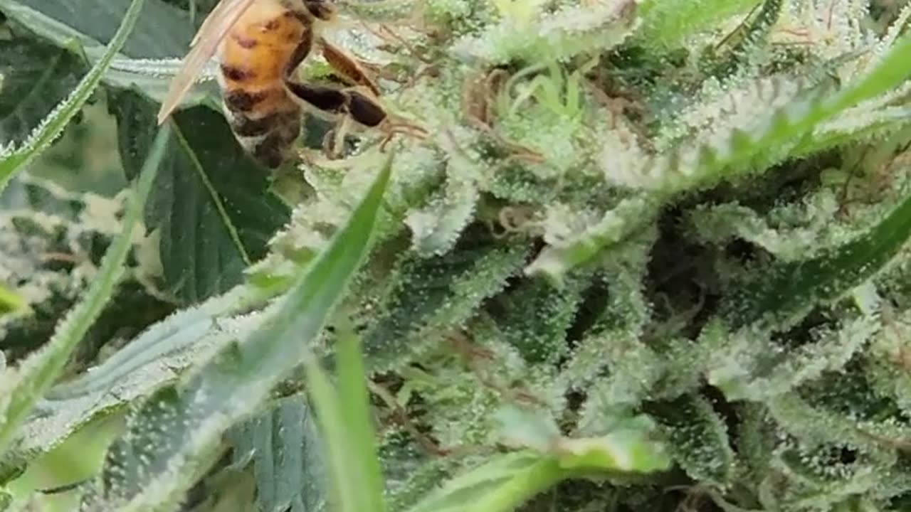 A sedated Honey Bee maxing out on a super gooey high end pot plant