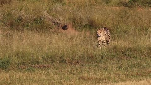 Beautiful Giraffes & Cheetahs