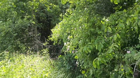 Summer Forest Walk 🌿 Relaxing Nature Sounds, Wind, Leaves & Birds Singing