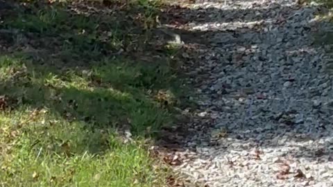 Dog Retrieves Packages for Treats