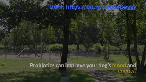 Why Probiotics Are a Game Changer for Your Dog’s Health!