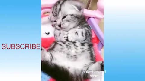 Kitten Chronicles: The Cutest Cats & Kittens in Action