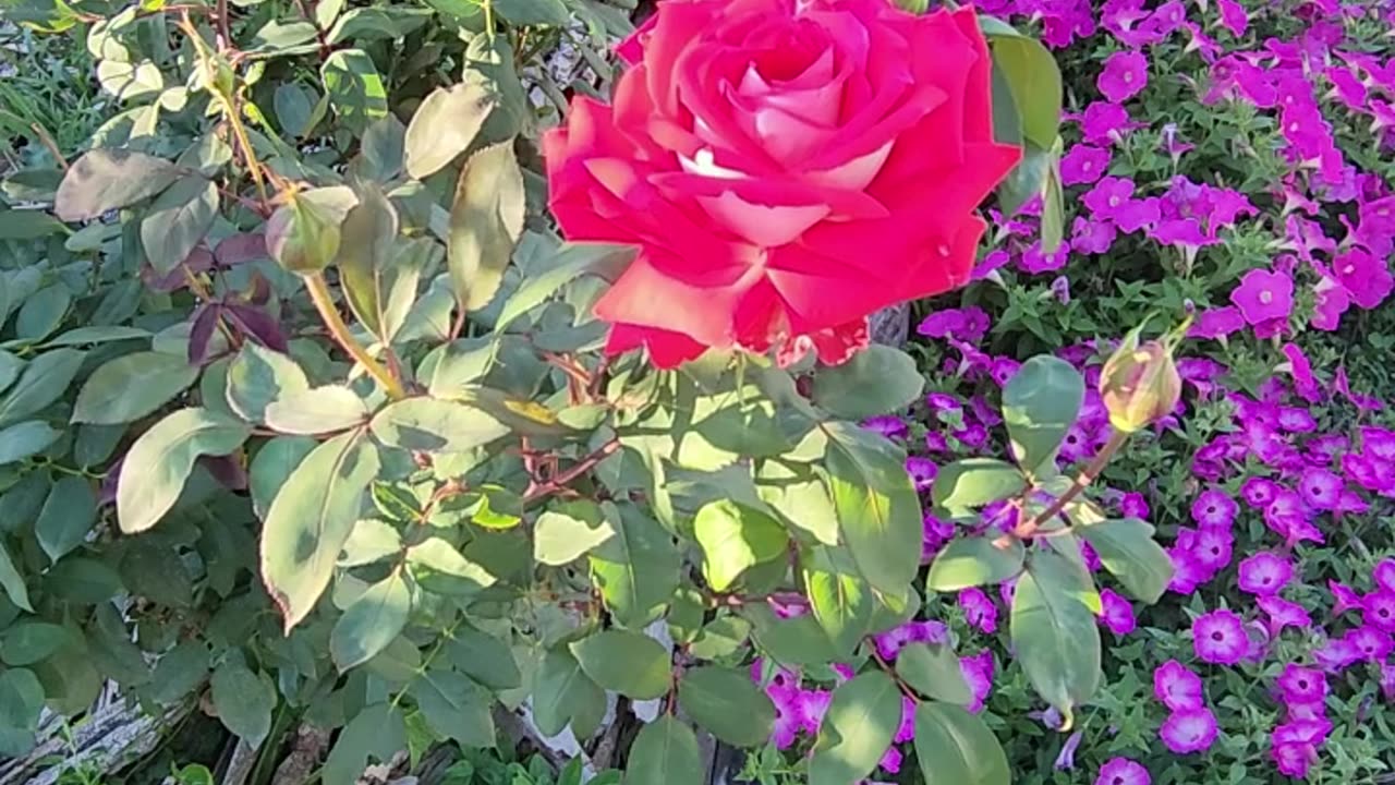 Sun Sets on an Olympiad Hybrid Tea Rose