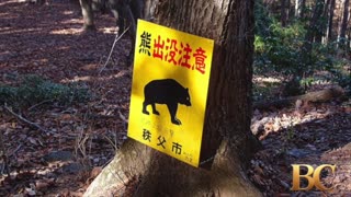 Bears kill seven people in Japan this year as attacks hit record high