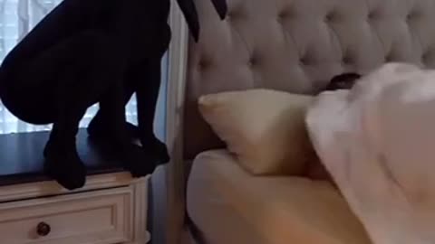 Funny best video