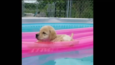 Cute puppies swimming pool comedy Videos 😁 love you laugh dogs 😂 comedy Videos 😂