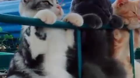 Kats 😸🐈