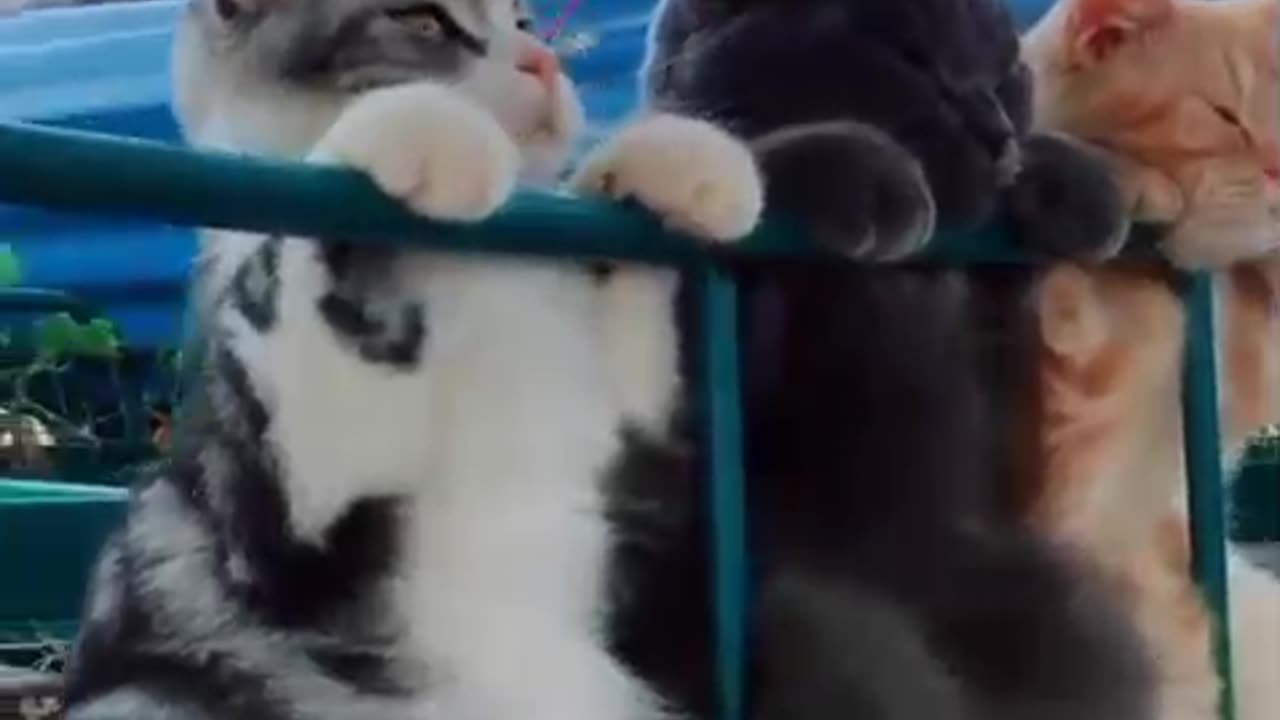 Kats 😸🐈