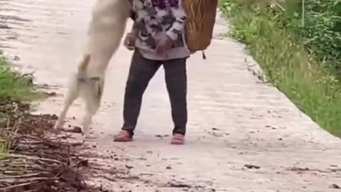 Dogs are the best friends of humans