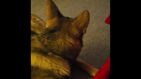 Virgil german shepherd.