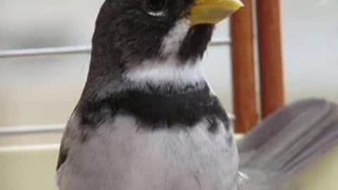 Coleiro Tui Tui