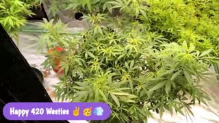 Freestyle Fried-eh! on the IWK 710 Sesh!