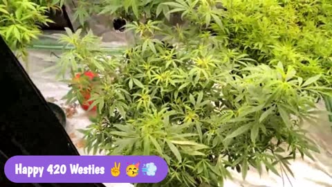 Freestyle Fried-eh! on the IWK 710 Sesh!