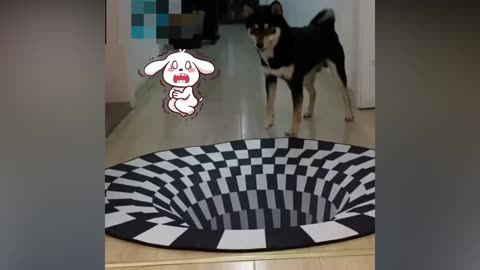 A 3D rug that fools the dog | Funny Weird RMF Media