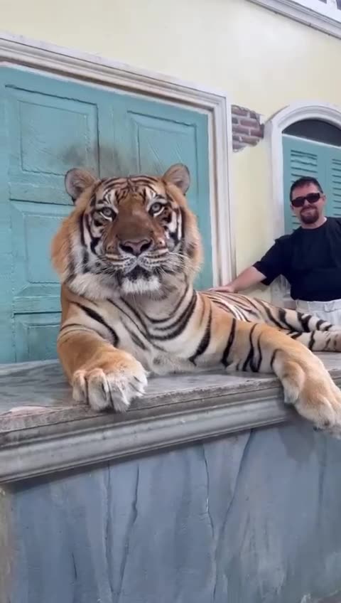 VIDEOLAJM/ Ylli Ndroqi ‘sfidon’ tigrin e Veliajt, me tigrin e tij