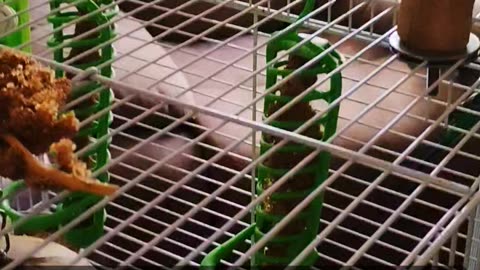 Budgie life #budgies