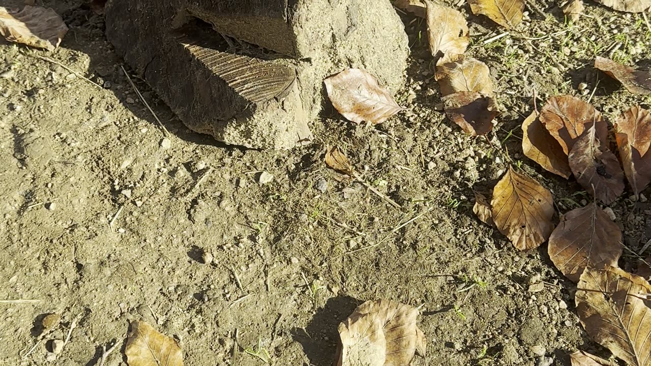 bunnies enjoying a lazy afternoon in the shade 🌤️🐰