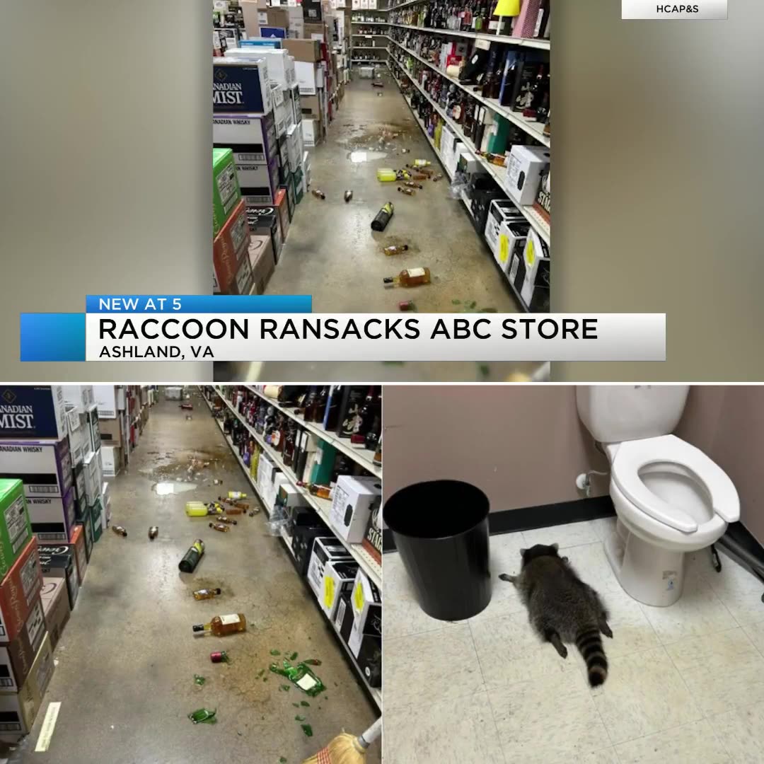 🍾 BLACK FRIDAY 🍾 RACCOON RANSACKS LIQUOR STORE