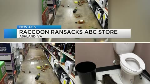 🍾 BLACK FRIDAY 🍾 RACCOON RANSACKS LIQUOR STORE