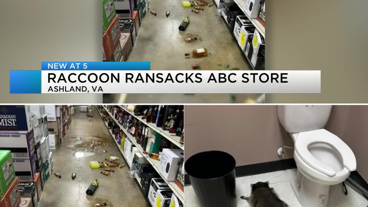 🍾 BLACK FRIDAY 🍾 RACCOON RANSACKS LIQUOR STORE