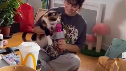 Funny cats and animals videos