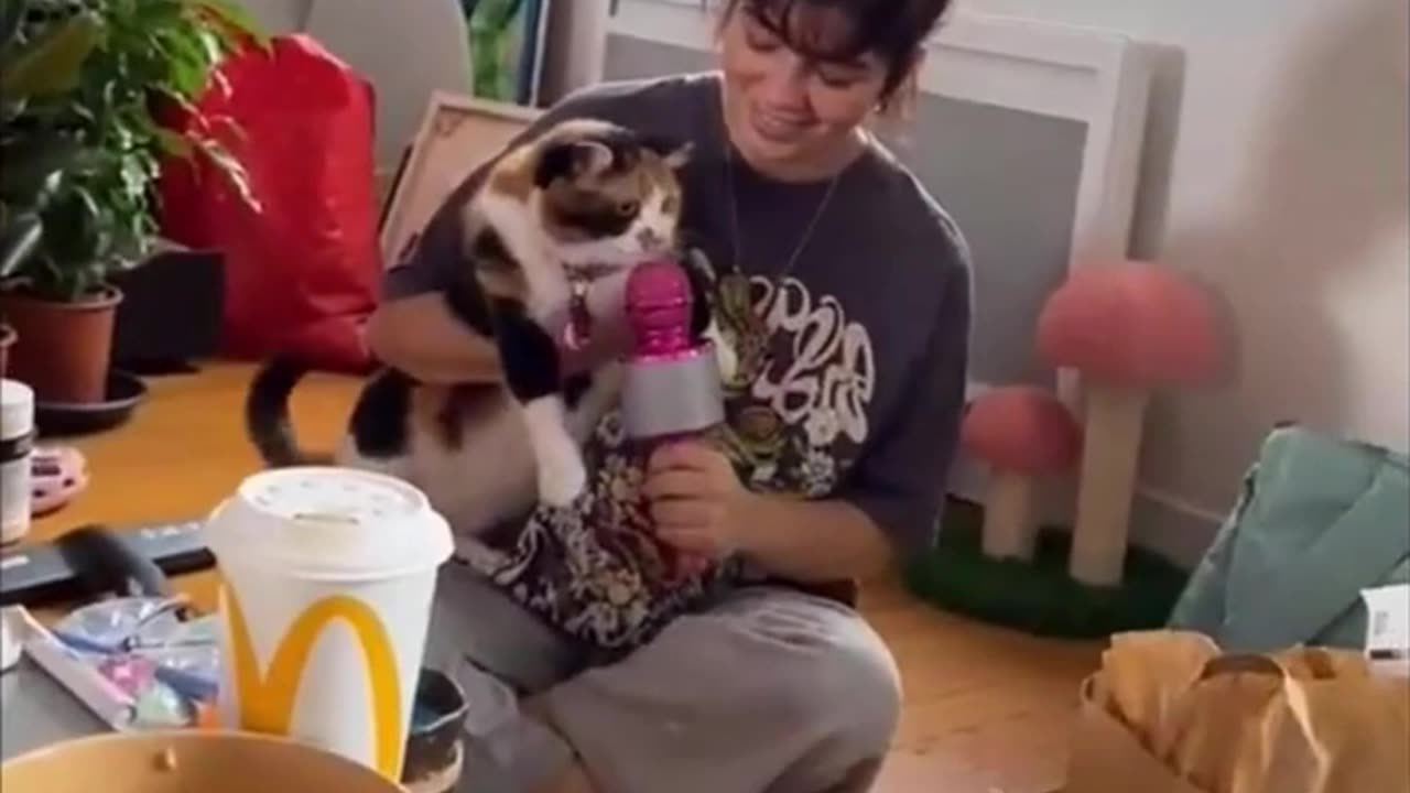 Funny cats and animals videos
