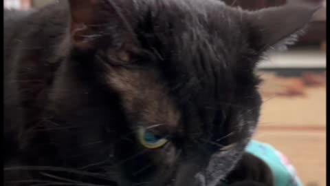 Cute Precious Piper is Nice and Comfortable - My Adopted Shelter Cat Vlog #shorts