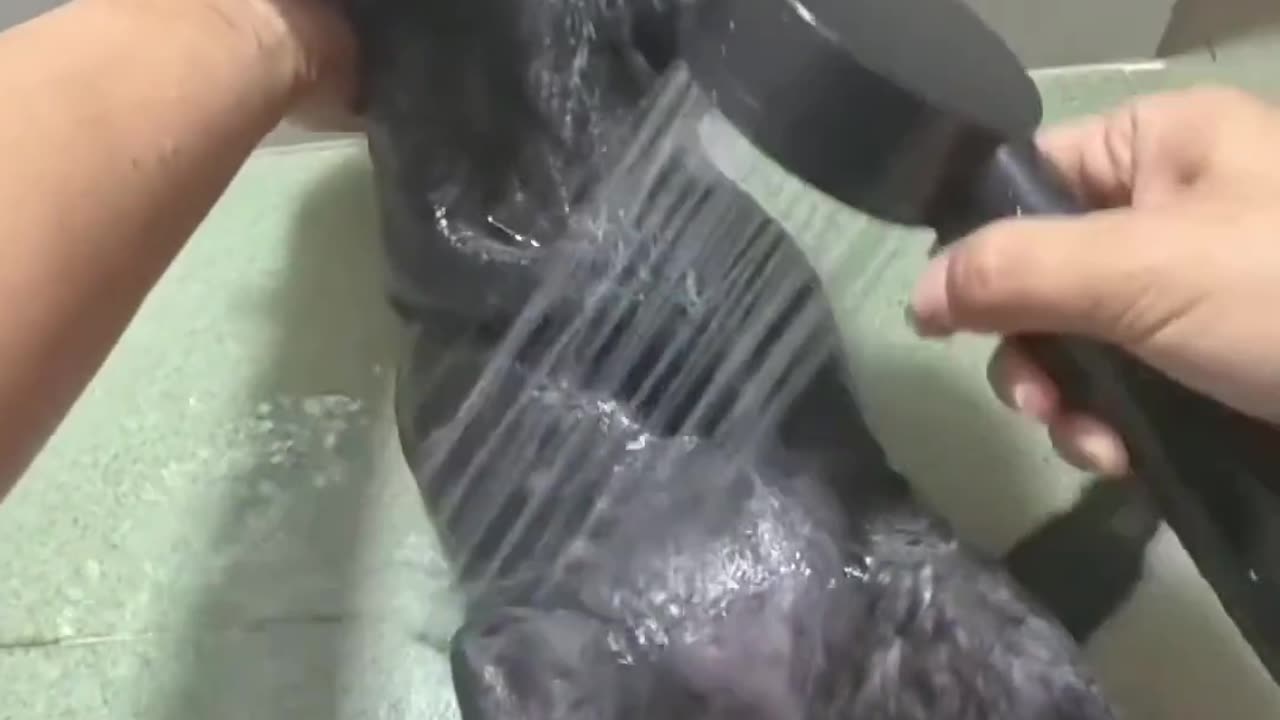 😻❤️ Kitty's Date Prep is HILARIOUS! | FunFM