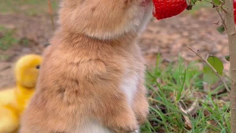 Strawberry squirrel...