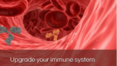 Upgrade your immune system - The immune system explained