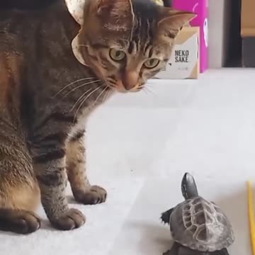 found an abandoned baby turtle