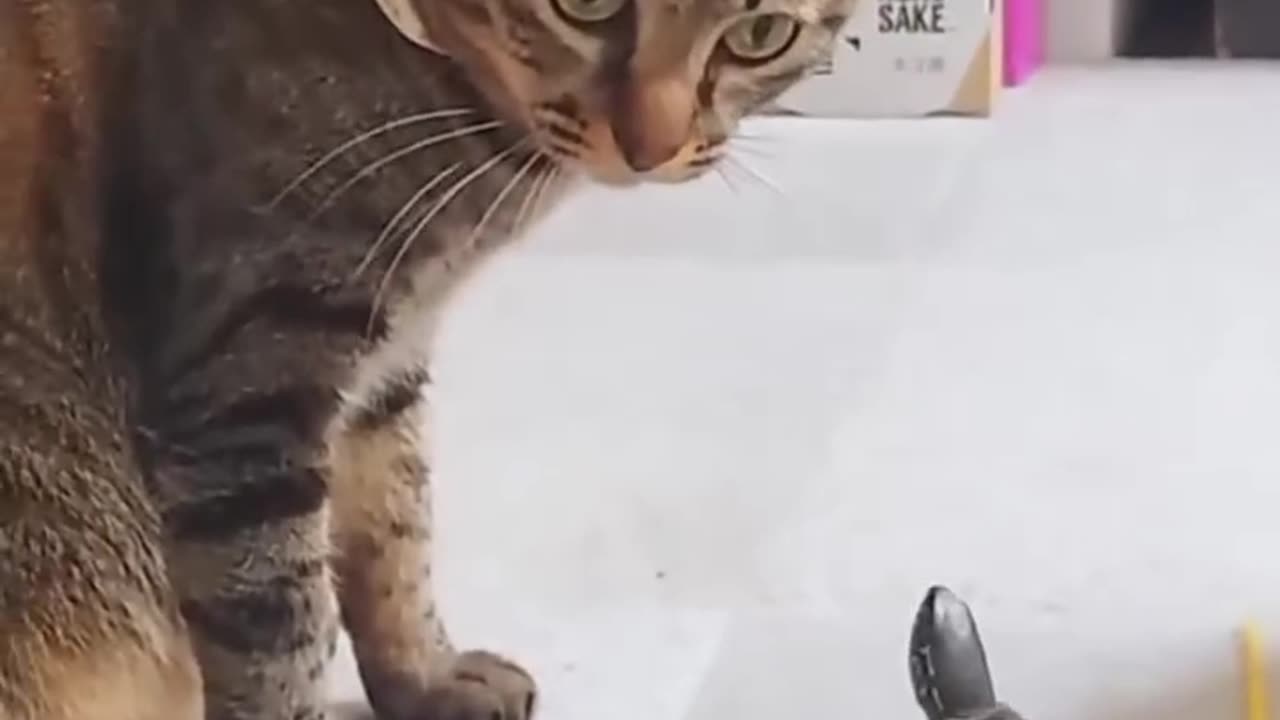 found an abandoned baby turtle