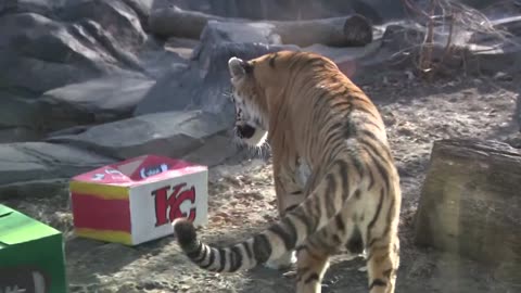 Tiger in Iowa predicts Kansas City Chiefs will win the Super Bowl